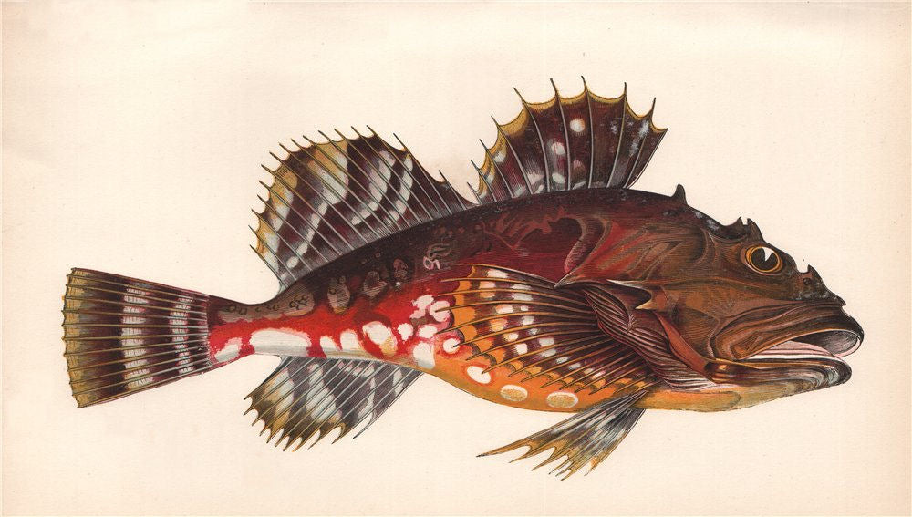 GREENLAND BULLHEAD. Sea Scorpion. Cottus Graenlandicus. COUCH. Fish 1862 print
